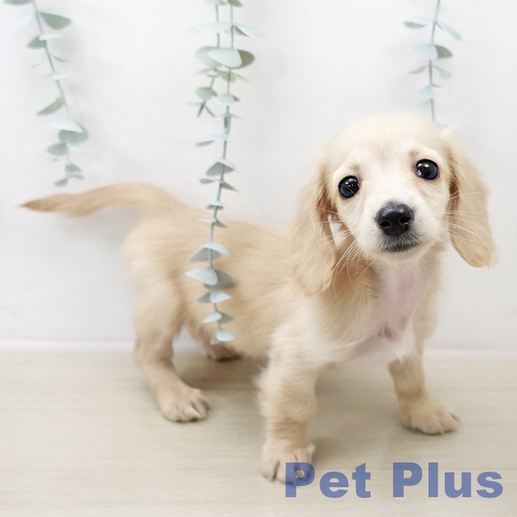 千葉県のミニチュアダックスフンド(ロング) (ペットプラス 幕張新都心店/2025年11月1日生まれ/女の子/イエロー)の子犬の1枚目の画像