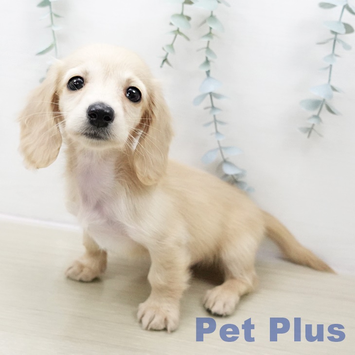 千葉県のミニチュアダックスフンド(ロング) (ペットプラス 幕張新都心店/2025年11月1日生まれ/女の子/イエロー)の子犬の2枚目の画像