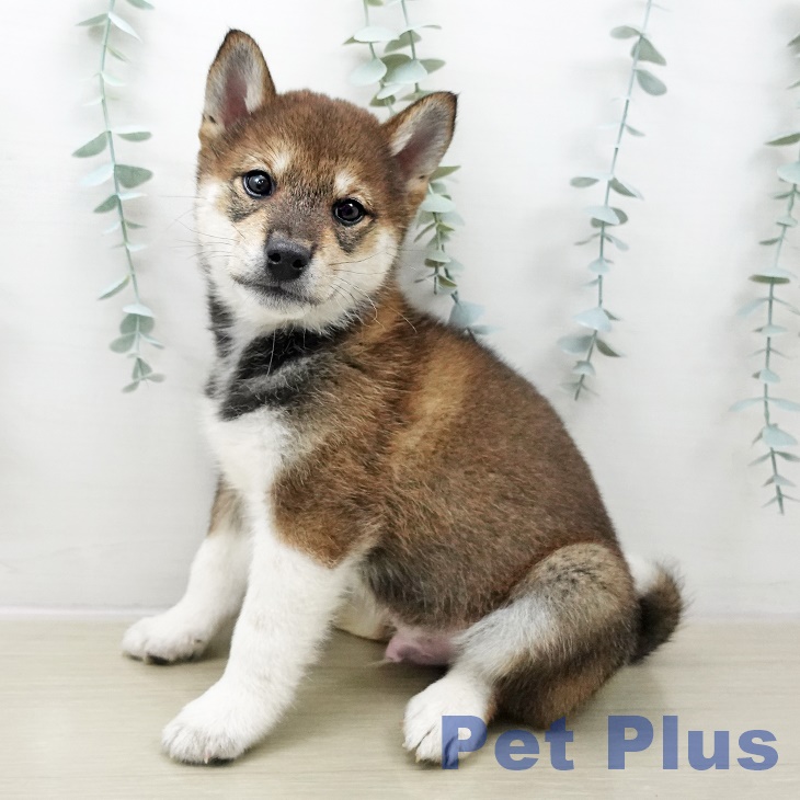 千葉県の柴犬(標準サイズ) (ペットプラス コトエ流山おおたかの森店/2025年11月1日生まれ/男の子/胡麻)の子犬