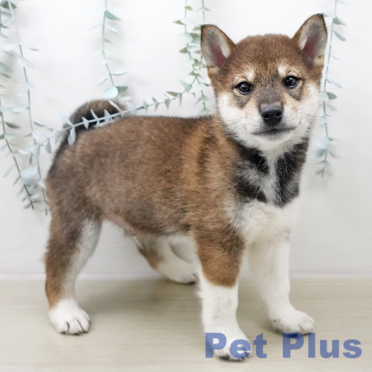 千葉県の柴犬(標準サイズ) (ペットプラス コトエ流山おおたかの森店/2025年11月1日生まれ/男の子/胡麻)の子犬の2枚目の画像