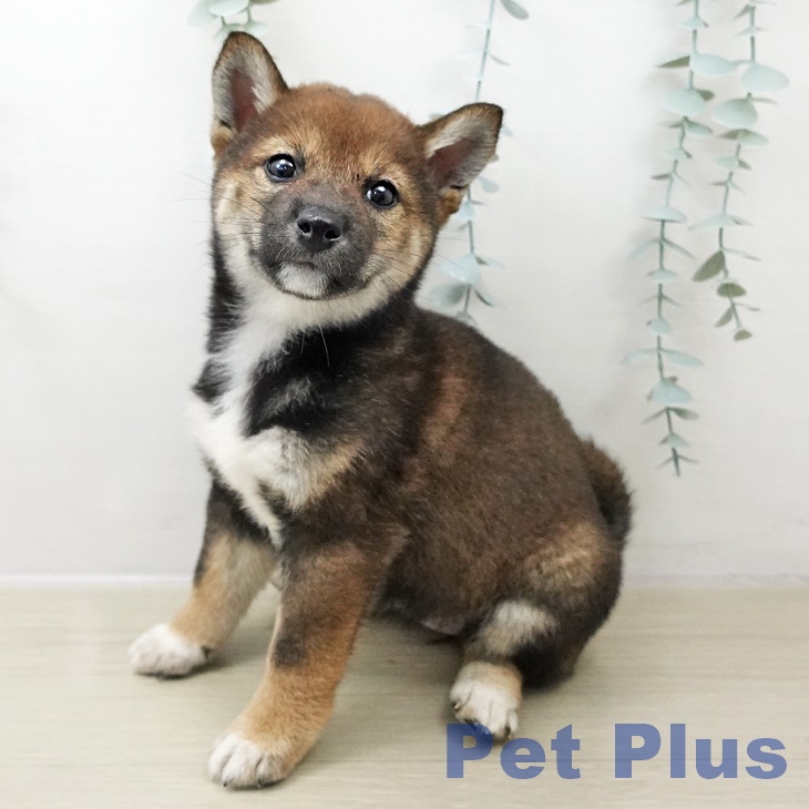 埼玉県の柴犬(標準サイズ) (ペットプラス ららぽーと富士見店/2025年11月1日生まれ/女の子/胡麻)の子犬の1枚目の画像