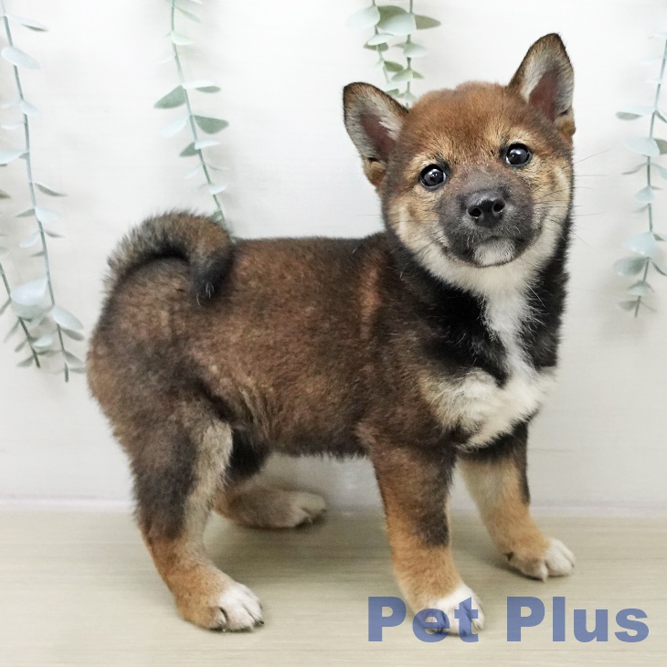 埼玉県の柴犬(標準サイズ) (ペットプラス ららぽーと富士見店/2025年11月1日生まれ/女の子/胡麻)の子犬の2枚目の画像