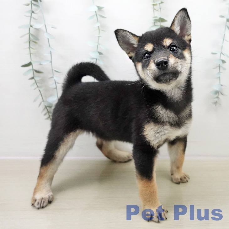 埼玉県の柴犬(標準サイズ) (ペットプラス 浦和美園店/2025年11月1日生まれ/女の子/黒)の子犬の2枚目の画像