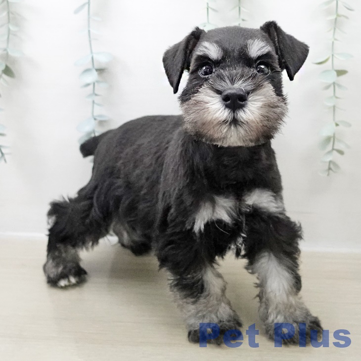 茨城県のミニチュアシュナウザー (ペッツワン 古河店/2025年10月28日生まれ/男の子/ブラックシルバー)の子犬の1枚目の画像