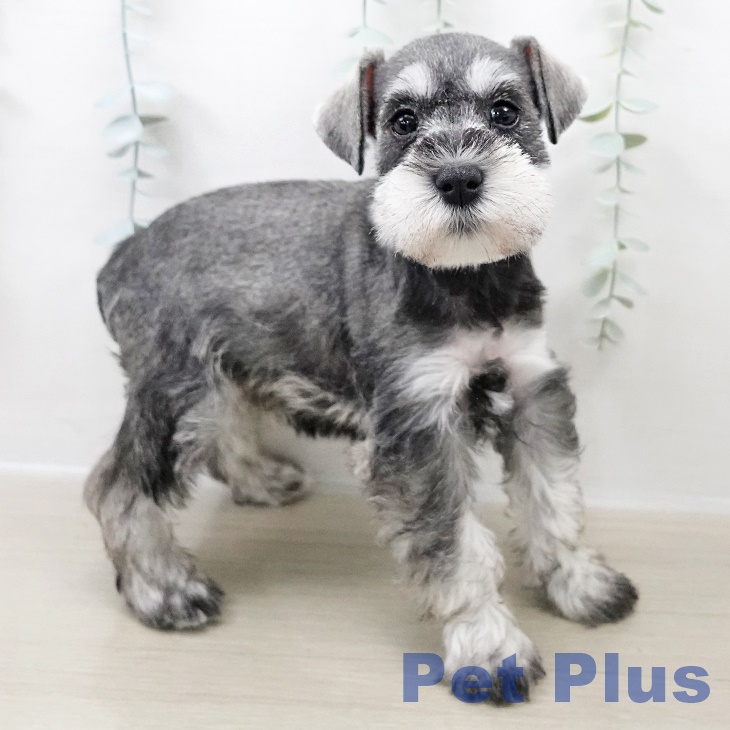 山形県のミニチュアシュナウザー (ペットプラス 天童店/2025年10月28日生まれ/女の子/ソルトペッパー)の子犬の1枚目の画像