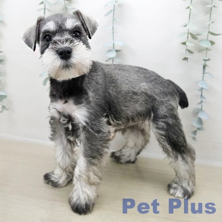 山形県のミニチュアシュナウザー (ペットプラス 天童店/2025年10月28日生まれ/女の子/ソルトペッパー)の子犬の2枚目の画像