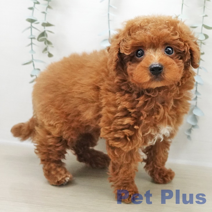 東京都のトイプードル(トイ) (ペッツワン 青梅インター店/2025年10月31日生まれ/男の子/レッド)の子犬の1枚目の画像