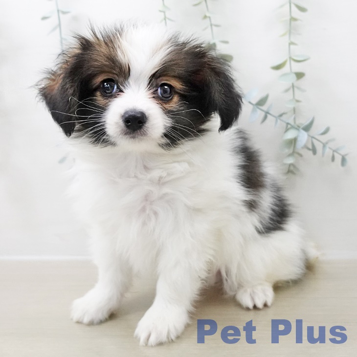 宮城県のパピヨン (ペットプラス 仙台泉大沢店/2025年11月1日生まれ/男の子/ホワイトブラウン)の子犬の1枚目の画像