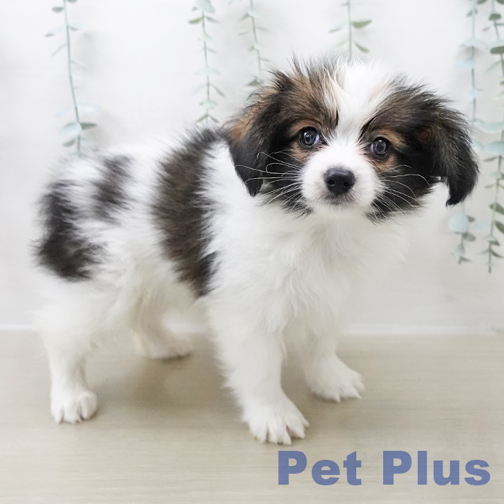宮城県のパピヨン (ペットプラス 仙台泉大沢店/2025年11月1日生まれ/男の子/ホワイトブラウン)の子犬の2枚目の画像
