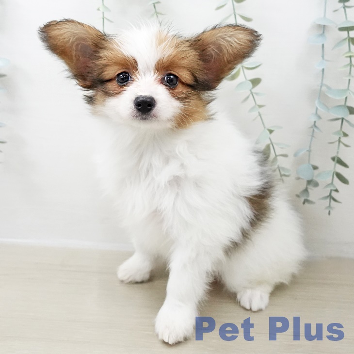 宮城県のパピヨン (ペットプラス 名取店/2025年11月1日生まれ/女の子/ホワイトレッド)の子犬の2枚目の画像