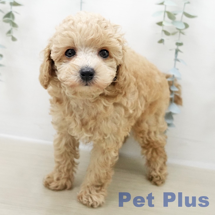 千葉県のトイプードル(トイ) (ペットプラス 船橋店/2025年11月1日生まれ/男の子/アプリコット)の子犬の1枚目の画像