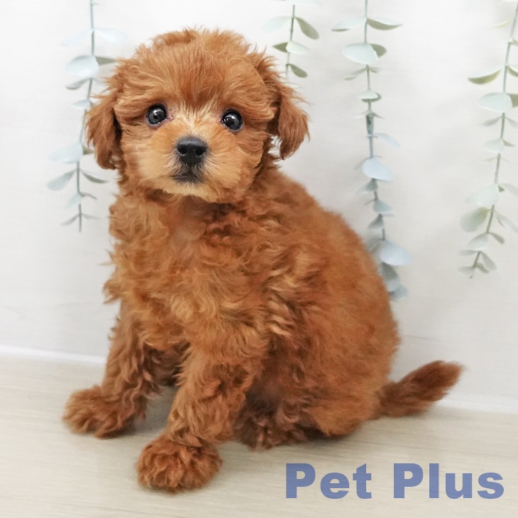 神奈川県のトイプードル(トイ) (ペットプラス ゆめが丘ソラトス店/2025年11月1日生まれ/女の子/レッド)の子犬の1枚目の画像