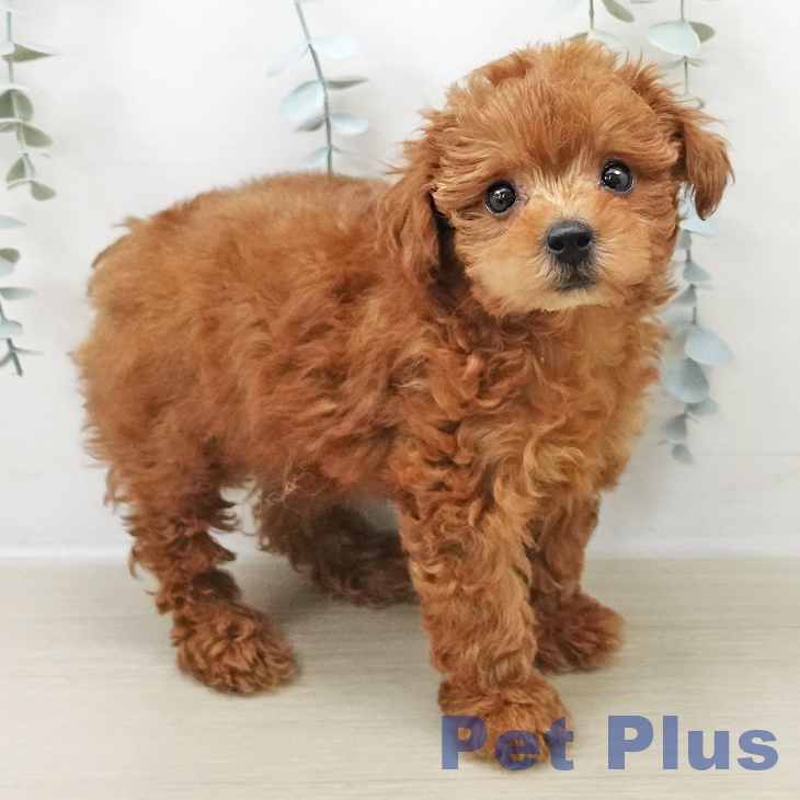 神奈川県のトイプードル(トイ) (ペットプラス ゆめが丘ソラトス店/2025年11月1日生まれ/女の子/レッド)の子犬の2枚目の画像