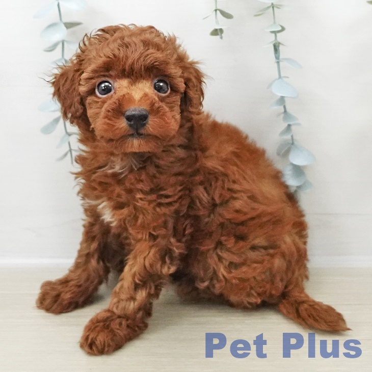 埼玉県のトイプードル(トイ) (ペットプラス 浦和美園店/2025年11月1日生まれ/男の子/レッド)の子犬の1枚目の画像
