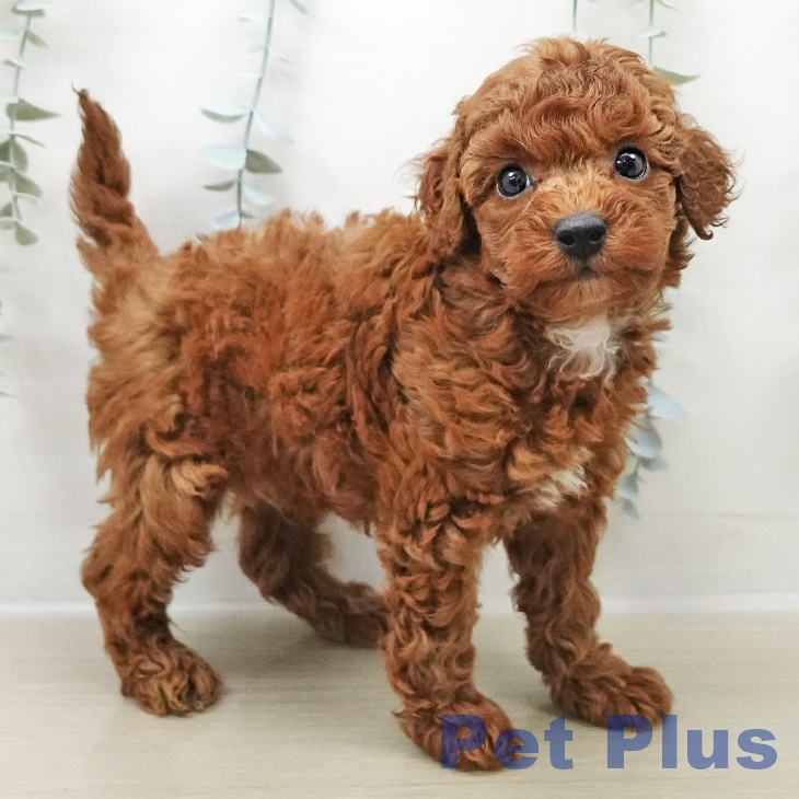 群馬県のトイプードル(トイ) (ペットプラス イオンモール太田店/2025年11月1日生まれ/男の子/レッド)の子犬の1枚目の画像