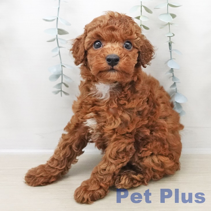 群馬県のトイプードル(トイ) (ペットプラス イオンモール太田店/2025年11月1日生まれ/男の子/レッド)の子犬の2枚目の画像