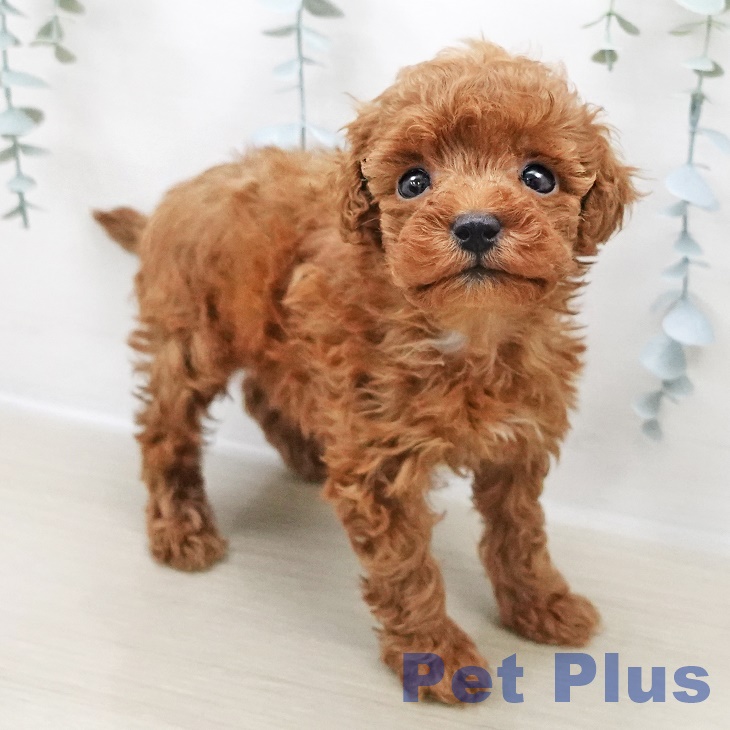 神奈川県のトイプードル(トイ) (ペットプラス 天王町店/2025年11月1日生まれ/女の子/レッド)の子犬の1枚目の画像