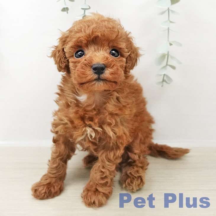 神奈川県のトイプードル(トイ) (ペットプラス 天王町店/2025年11月1日生まれ/女の子/レッド)の子犬の2枚目の画像