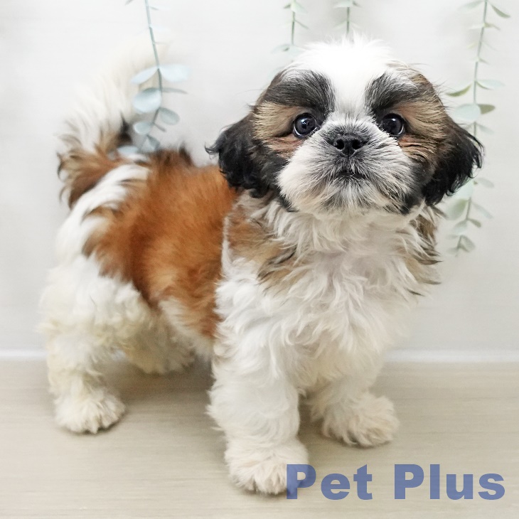 群馬県のシーズー (ペットプラス イオンモール太田店/2025年10月29日生まれ/男の子/ホワイトゴールド)の子犬の1枚目の画像