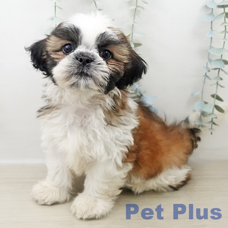 群馬県のシーズー (ペットプラス イオンモール太田店/2025年10月29日生まれ/男の子/ホワイトゴールド)の子犬の2枚目の画像