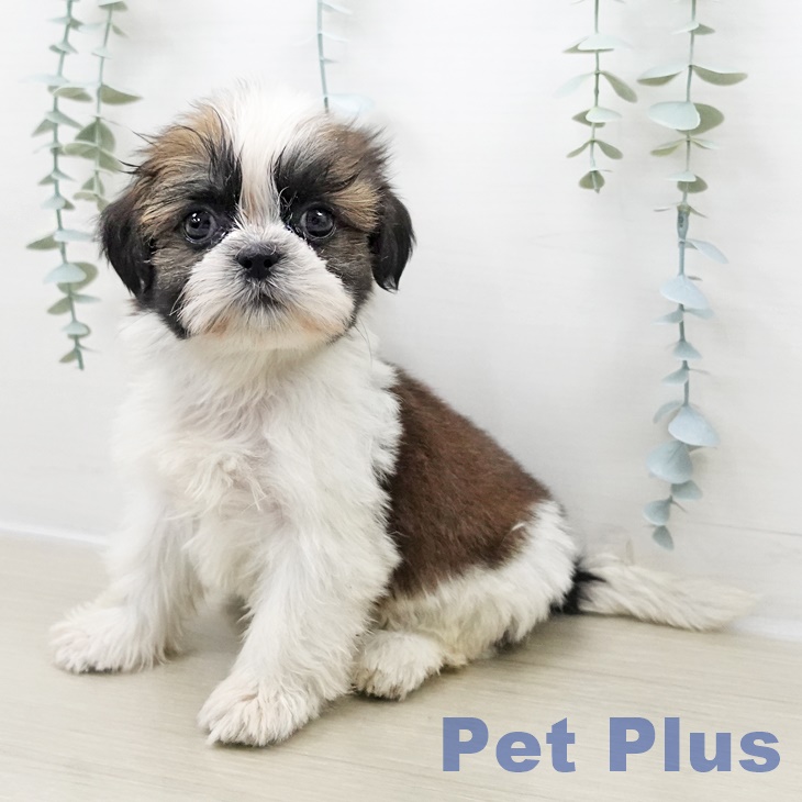 茨城県のシーズー (ペットプラス つくば店/2025年10月31日生まれ/男の子/ホワイトゴールド)の子犬の1枚目の画像