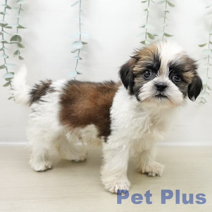 茨城県のシーズー (ペットプラス つくば店/2025年10月31日生まれ/男の子/ホワイトゴールド)の子犬の2枚目の画像