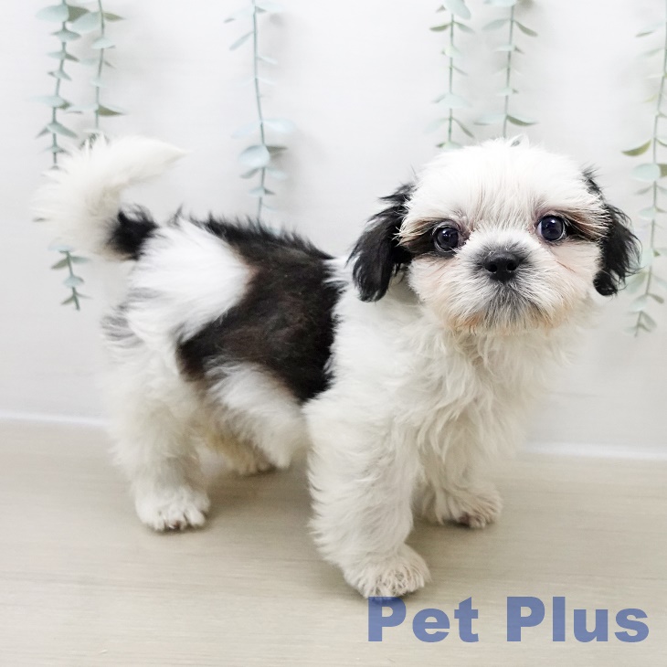 千葉県のシーズー (ペットプラス 八千代緑が丘店/2025年10月31日生まれ/男の子/ホワイトゴールド)の子犬の2枚目の画像