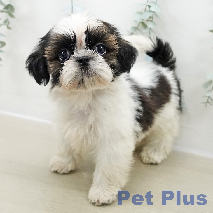 東京都のシーズー (ペットプラス 板橋店/2025年10月31日生まれ/男の子/ホワイトゴールド)の子犬の1枚目の画像