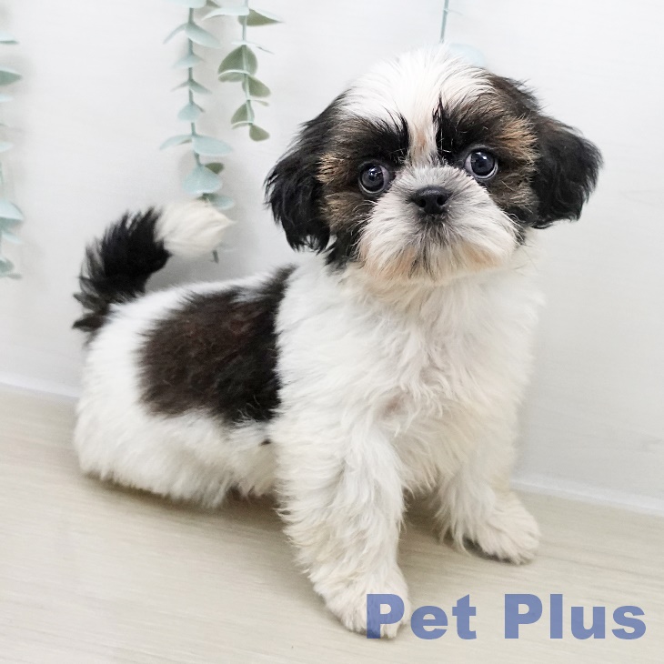 東京都のシーズー (ペットプラス 板橋店/2025年10月31日生まれ/男の子/ホワイトゴールド)の子犬の2枚目の画像