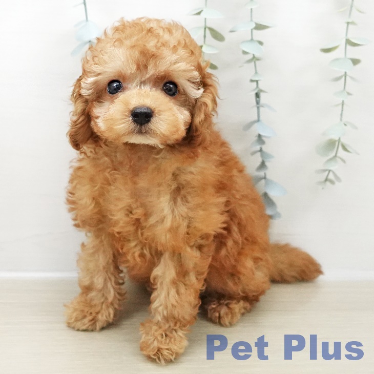 東京都のトイプードル(トイ) (ペットプラス アクアシティお台場店/2025年11月1日生まれ/男の子/アプリコット)の子犬の1枚目の画像