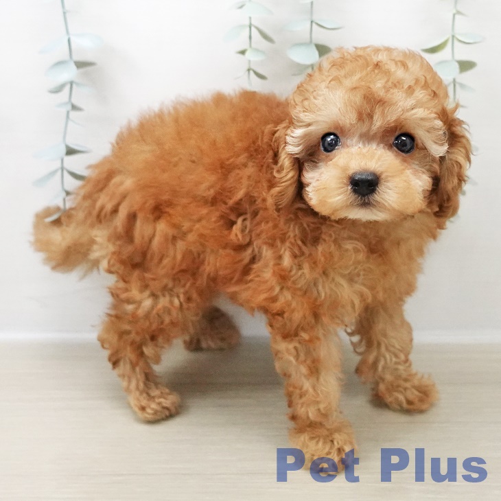 東京都のトイプードル(トイ) (ペットプラス アクアシティお台場店/2025年11月1日生まれ/男の子/アプリコット)の子犬の2枚目の画像
