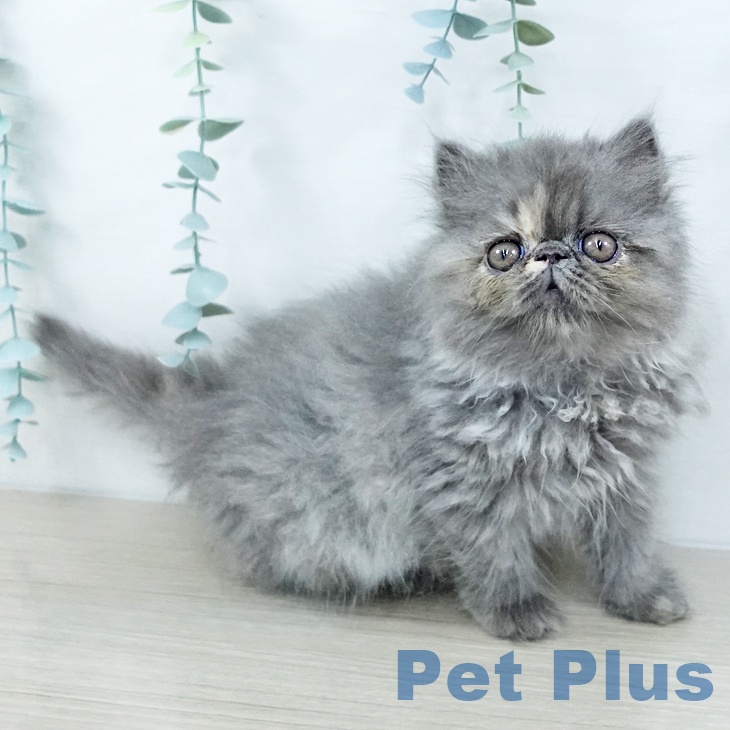 千葉県のエキゾチック (ペットプラス 幕張新都心店/2025年10月25日生まれ/女の子/ブルークリーム)の子猫の1枚目の画像