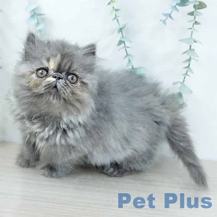 千葉県のエキゾチック (ペットプラス 幕張新都心店/2025年10月25日生まれ/女の子/ブルークリーム)の子猫の2枚目の画像