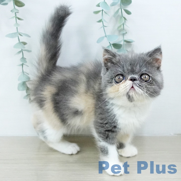 東京都のエキゾチック (ペットプラス アクアシティお台場店/2025年10月25日生まれ/女の子/ブルーパッチドタビーホワイト)の子猫の1枚目の画像