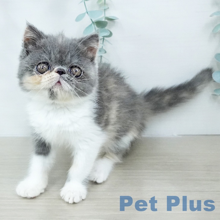 東京都のエキゾチック (ペットプラス アクアシティお台場店/2025年10月25日生まれ/女の子/ブルーパッチドタビーホワイト)の子猫の2枚目の画像