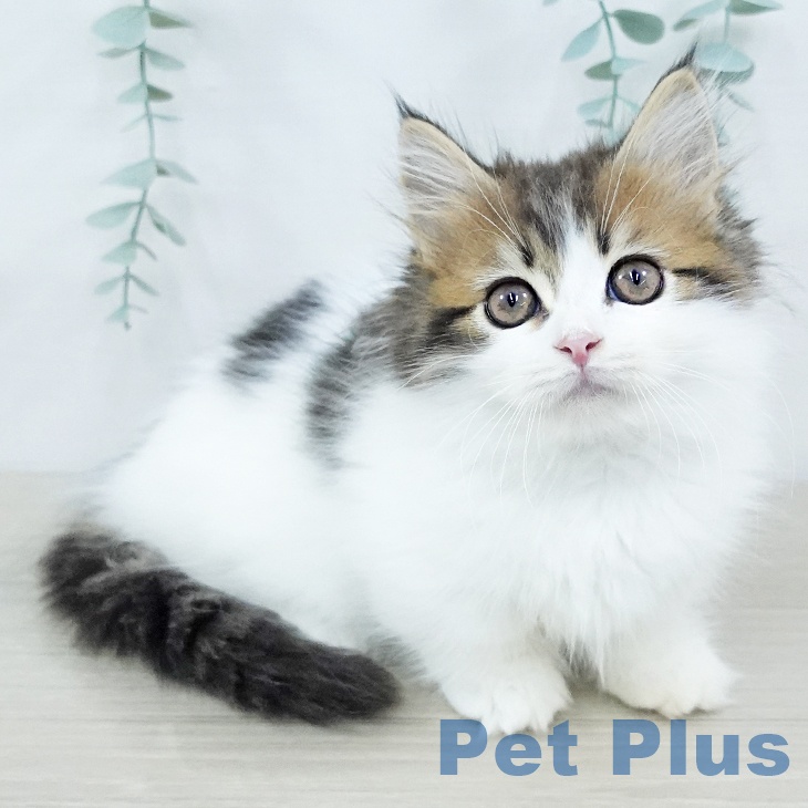 埼玉県のマンチカン (ペットプラス コクーンシティ店/2025年10月20日生まれ/男の子/ブラウンタビーホワイト)の子猫の1枚目の画像