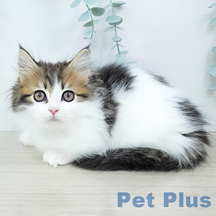 埼玉県のマンチカン (ペットプラス コクーンシティ店/2025年10月20日生まれ/男の子/ブラウンタビーホワイト)の子猫の2枚目の画像