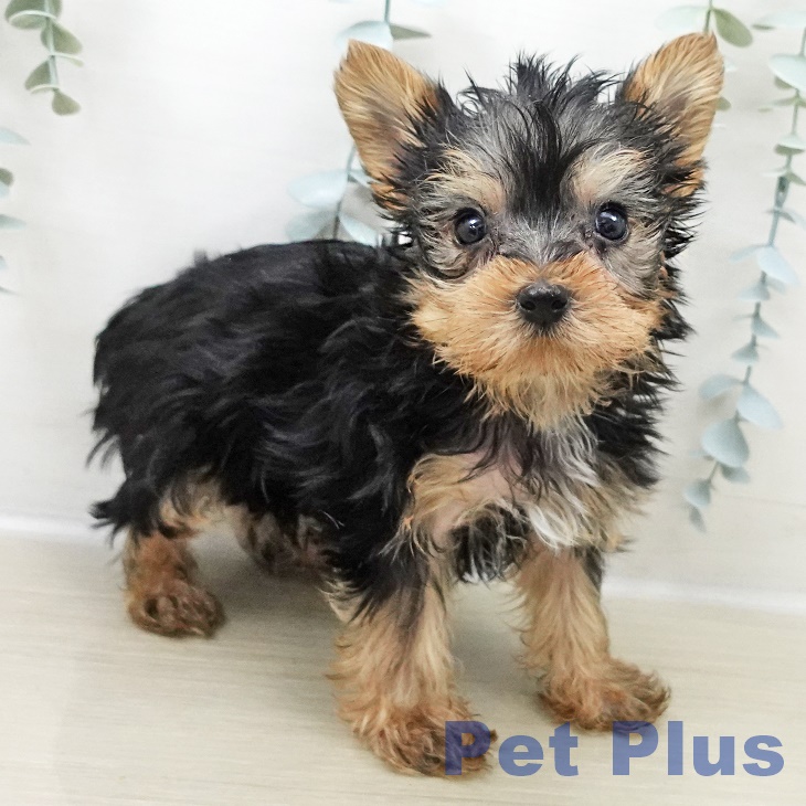群馬県のヨークシャーテリア (ペットプラス 前橋店/2025年11月1日生まれ/男の子/スチールブルータン)の子犬の1枚目の画像
