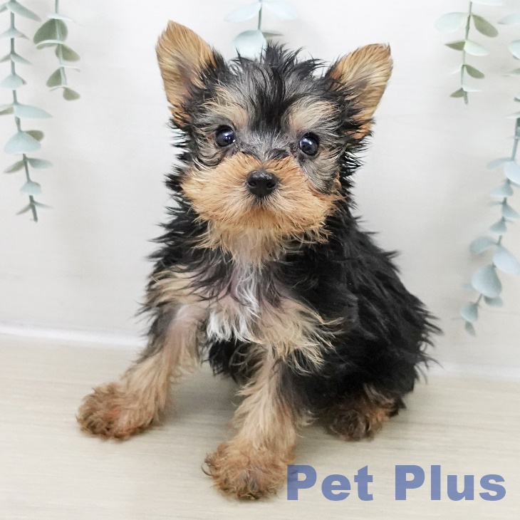 群馬県のヨークシャーテリア (ペットプラス 前橋店/2025年11月1日生まれ/男の子/スチールブルータン)の子犬の2枚目の画像