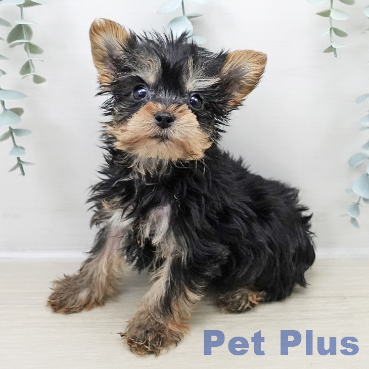 埼玉県のヨークシャーテリア (ペットプラス 羽生店/2025年11月1日生まれ/男の子/スチールブルータン)の子犬の1枚目の画像