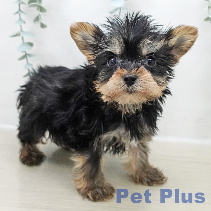 埼玉県のヨークシャーテリア (ペットプラス 羽生店/2025年11月1日生まれ/男の子/スチールブルータン)の子犬の2枚目の画像