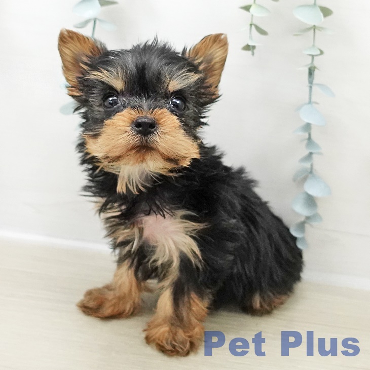 埼玉県のヨークシャーテリア (ペットプラス 浦和美園店/2025年11月1日生まれ/女の子/スチールブルータン)の子犬の1枚目の画像