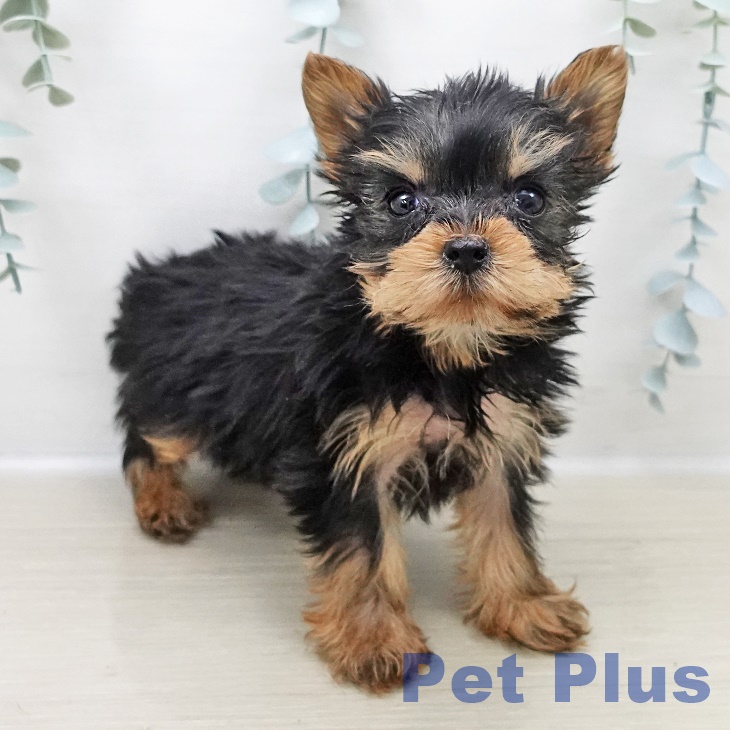 埼玉県のヨークシャーテリア (ペットプラス 浦和美園店/2025年11月1日生まれ/女の子/スチールブルータン)の子犬の2枚目の画像