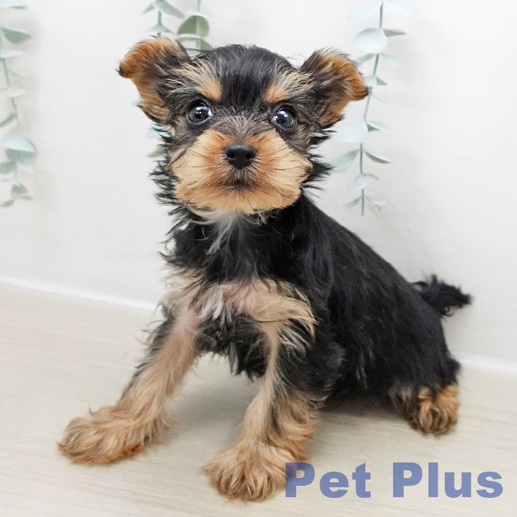 埼玉県のヨークシャーテリア (ペットプラス 川口店/2025年11月1日生まれ/女の子/スチールブルータン)の子犬の1枚目の画像