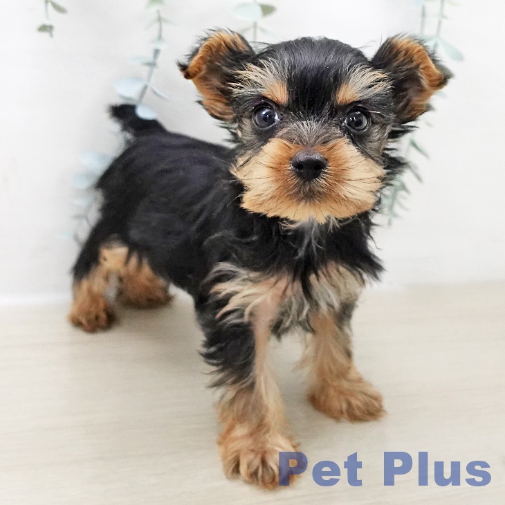 埼玉県のヨークシャーテリア (ペットプラス 川口店/2025年11月1日生まれ/女の子/スチールブルータン)の子犬の2枚目の画像