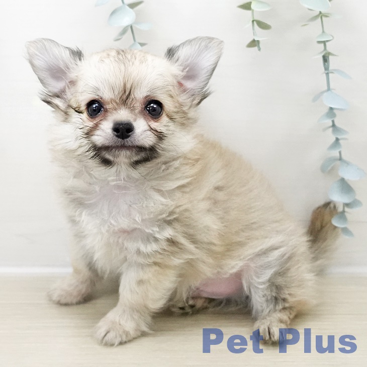 神奈川県のチワワ(ロング) (ペットプラス 天王町店/2025年10月31日生まれ/男の子/フォーン)の子犬の1枚目の画像