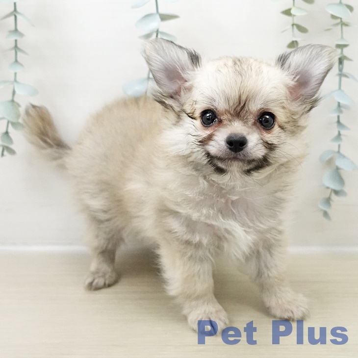 神奈川県のチワワ(ロング) (ペットプラス 天王町店/2025年10月31日生まれ/男の子/フォーン)の子犬の2枚目の画像