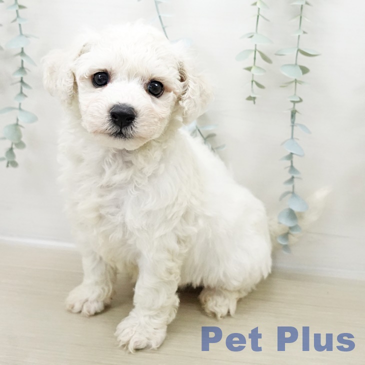 茨城県のビションフリーゼ (ペッツワン 古河店/2025年10月31日生まれ/男の子/ホワイト)の子犬の1枚目の画像