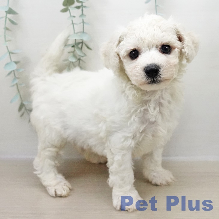 茨城県のビションフリーゼ (ペッツワン 古河店/2025年10月31日生まれ/男の子/ホワイト)の子犬の2枚目の画像