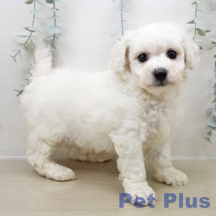 埼玉県のビションフリーゼ (ペットプラス 上尾店/2025年10月31日生まれ/男の子/ホワイト)の子犬の2枚目の画像